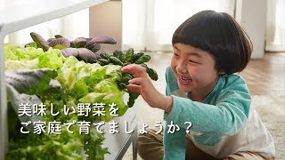 お部屋で安全で新鮮な葉野菜を育てて、美味しく食べましょう! 家庭菜園ポットポット