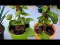 POOJA GARDEN is live