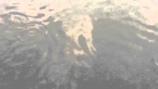 Fish Play Slo Mo Affanz Dadabari