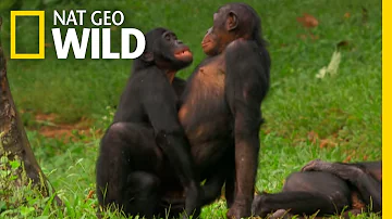 Bonobo Love | Nat Geo WILD