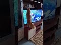 А ваша кошка смотрит телевизор? Does your cat watch TV ?