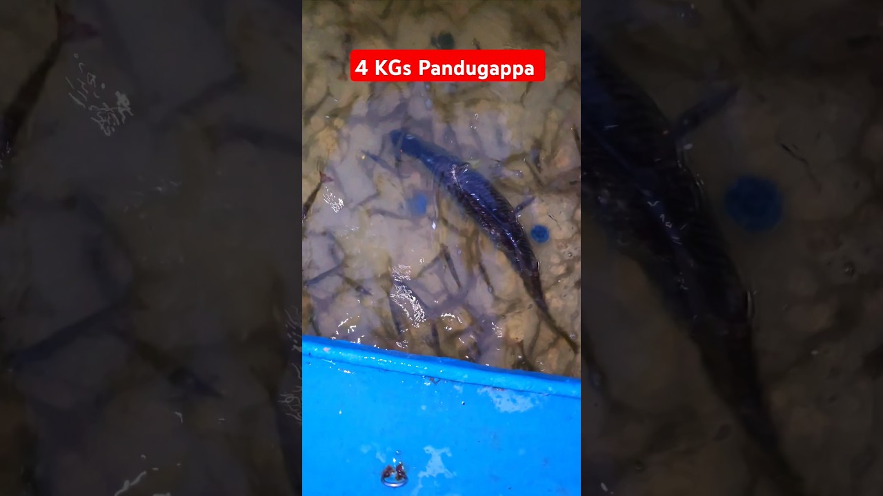 4 KG's పెద్ద పండుగప్ప చేప || Fresh Live fish 