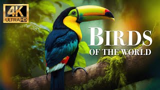 birds in nature 4k  Wonderful wildlife movie with soothing music
