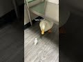 Duck is scared of ar duck 
