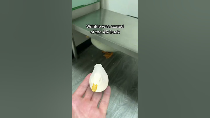 Duck is scared of AR duck 🤖🦆