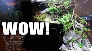 Think you have what it takes to win an aquarium aquascaping contest? Today I got Jen, (who has won every contact i have seen her 