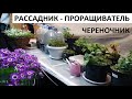 Рассадник - проращиватель - череночник.