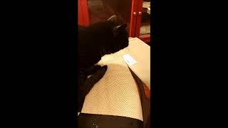 Rachel The Bombay Cat May 18 2020 by Jason P 368 views 3 years ago 59 seconds