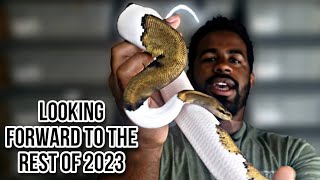 Celebrity Update On My Ball Python Season Profile