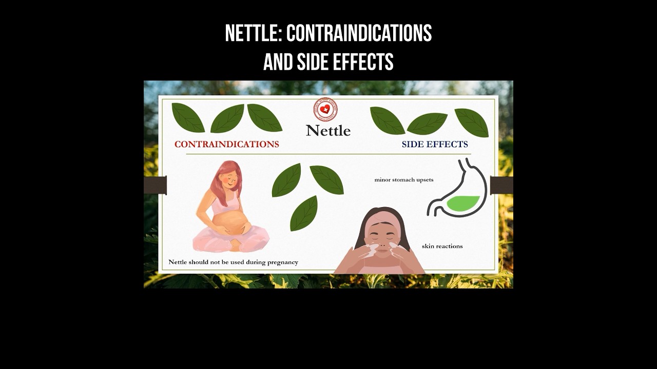 Nettle: contraindications and side effects 