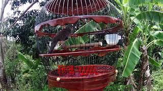 Derkuku Kuk 4 Super Langka Asli Alam