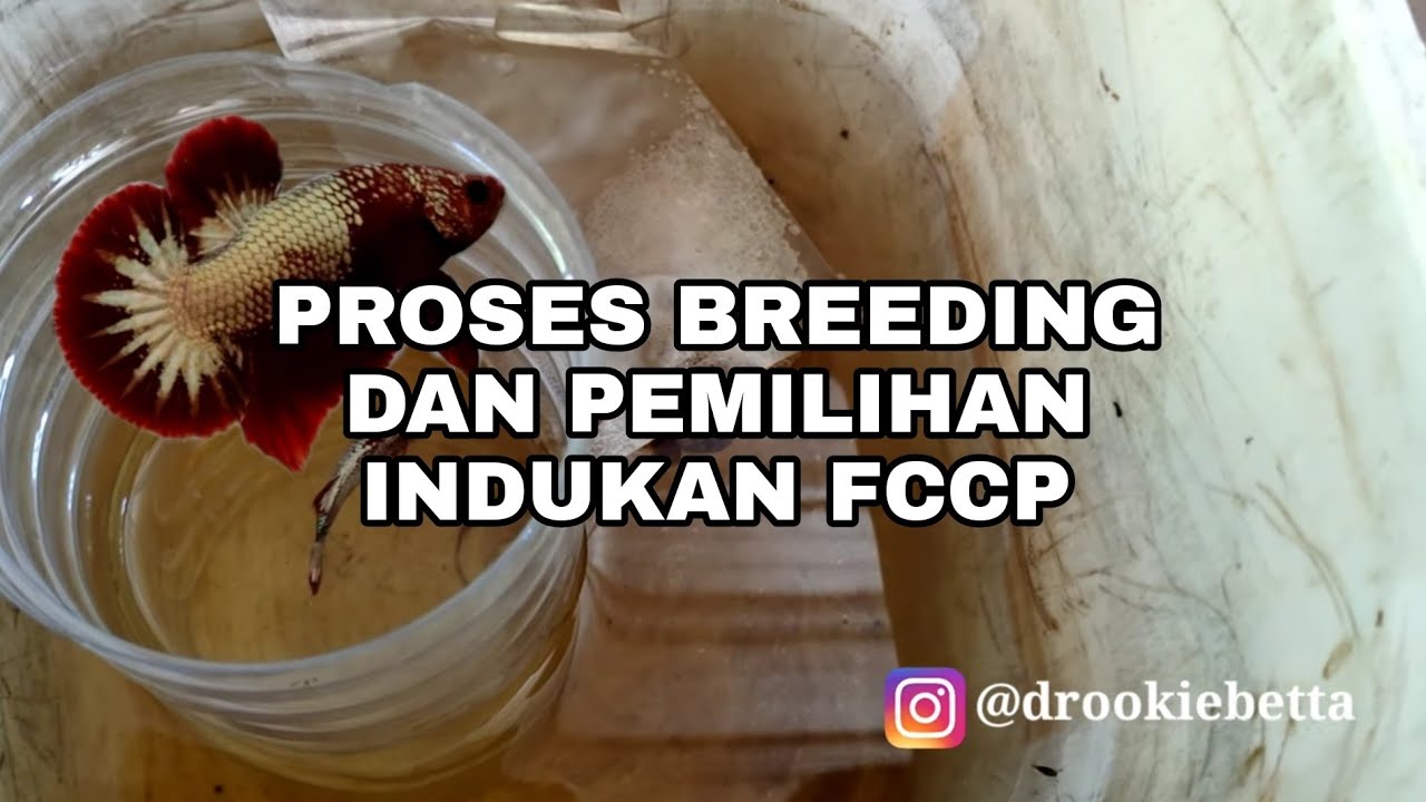 proses pemilihan indukan dan breeding FCCP drookiebetta