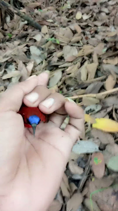 mikat burung sepah raja..#sepahraja