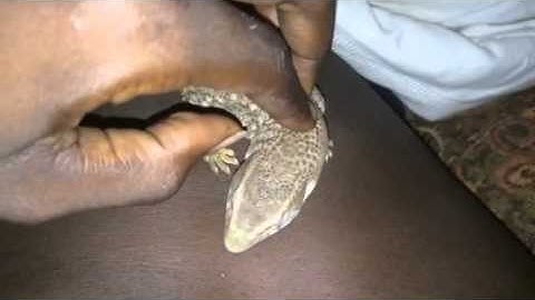 Savannah Monitor Tameing Method