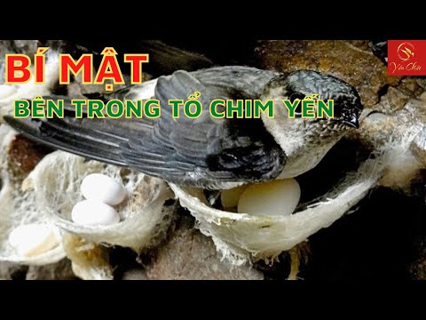 Video Khám Phá Quá Trình Làm Tổ Của Chim Yến| Yến Chất - youtube
