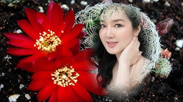 "Con Đường Tôi Về" Sáng tác của Lê Tín Hương, Hiếu Thuận trình bày