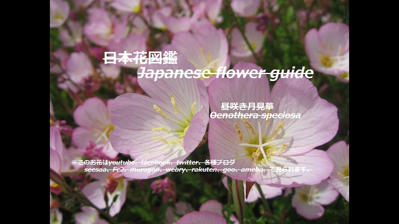 地上のピンクの光 Pink Light On The Ground 昼咲き月見草 ひるざきつきみそう Oenothera Speciosa 季節の花 日本花図鑑 J Flower Guide Youtube 地上のピンクの光 Pink Light On The Ground 昼咲き月見草 ひるざきつきみそう Oenothera Speciosa 季節の花 日本花図鑑 J Flower Guide Youtube
