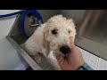 Doodle Puppy Groom!