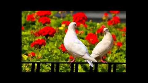 DUETO LAS PALOMAS  --  LO VAS A VER