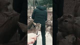 Nara, Japan