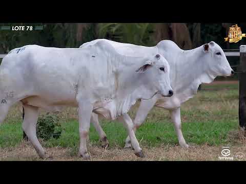 Nelore Cometa | 16º Leilão | Lote 78