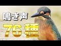 【初心者必見】日本の野鳥の鳴き声76種！