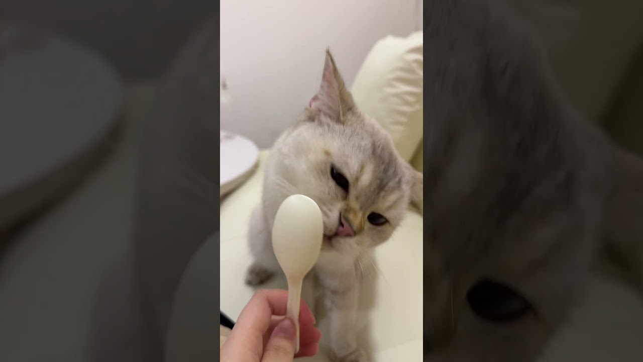 Golden Toto Loves His Probiotics 😻🥄 | Tiny Paw