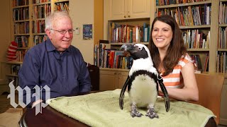 What Sound Does A Penguin Make Anna S Science Magic Show Hooray Youtube