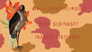 Gadam o Zwierzętach Podcast - Odcinek 17 - Marabut afrykański