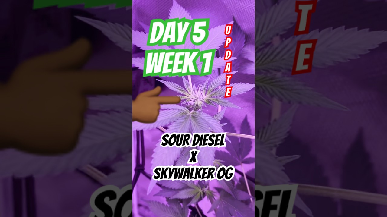 Day 5, Week 1 Flower. This is Mike Tyson’s Dynamite Diesel strain and she’s doing AMAZING!