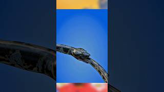 What happens if a snake eats his own tail?