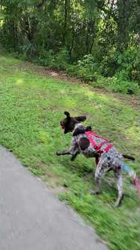 Skate joring training with the dog #skatejoring #joring #surfskate