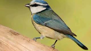 Le plus magnifique chant d 'oiseau screenshot 4
