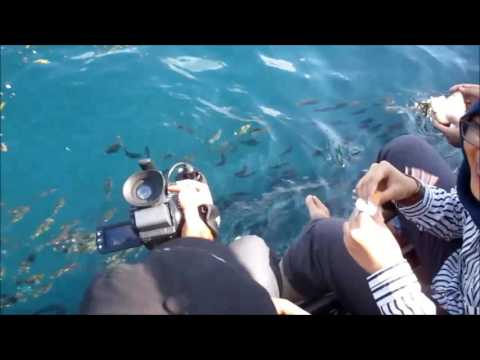 Video - Kegiatan Banyuwangi (Bangsring) Underwater Festival 2016