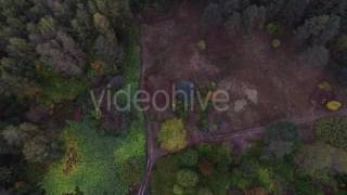 Flight Over the Scenic Autumn Forest