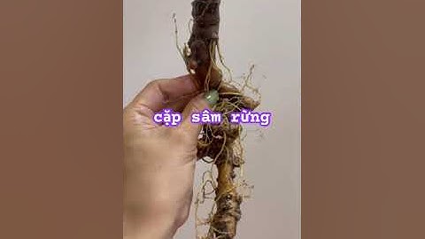 Cặp sâm rừng tự nhiên #sâm_ngọc_linh_rừng #sâm_ngọc_linh #sâm_lai_châu_rừng