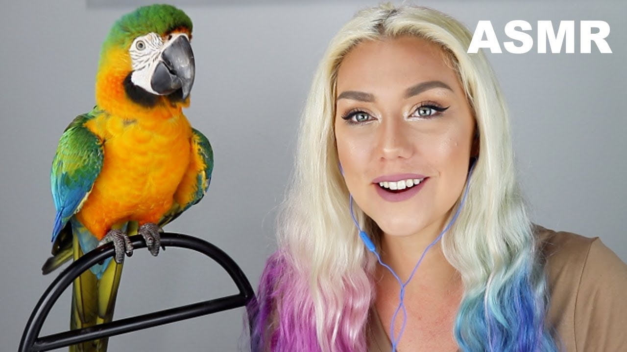 Asmr My Parrot Gives You Tingles Asmrhd