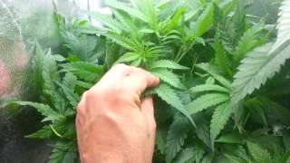Finale update on calcium deficiency