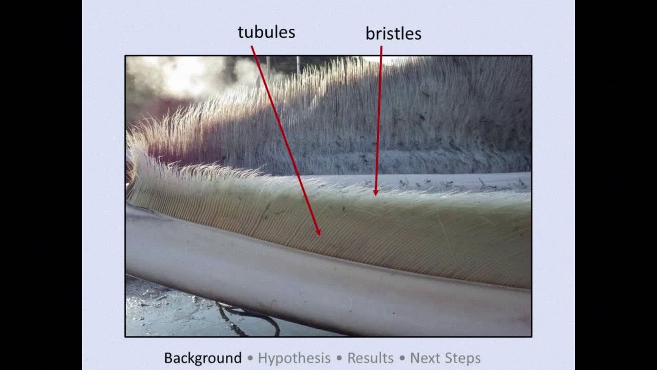 Adrienne Hutchinson at the 23rd Annual Marine Mammal Symposium (Whale baleen)