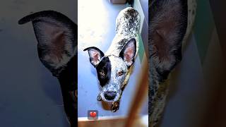 He Has an Owner… But No One Came Looking for Him💔 6-Month Puppy Waiting 🐾   ID A1909729