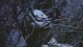 The Guardian (1990) Trailer Ingles