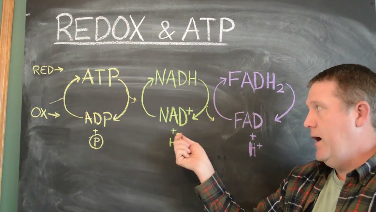 8b Redox and ATP