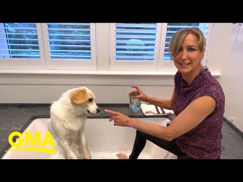 Video: Grooming Tips til den belgiske fårhund