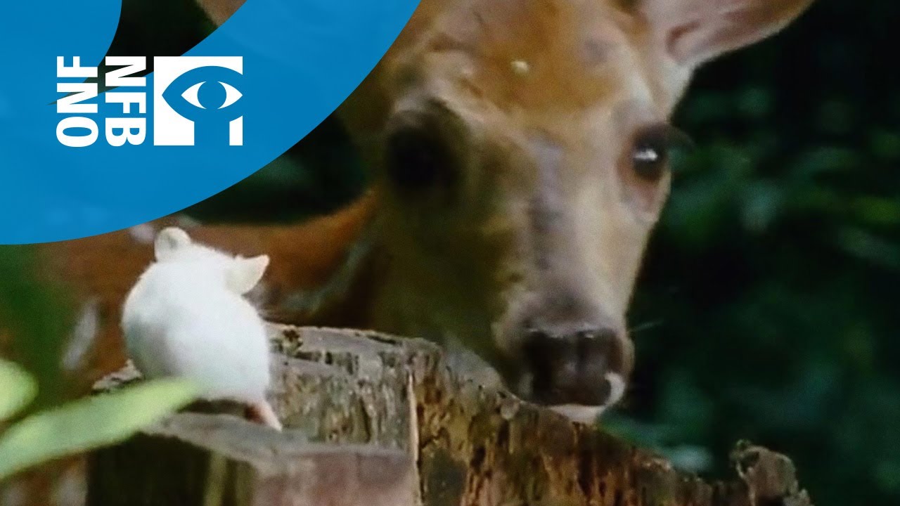 Documentary backdrop image for That Mouse (2013)