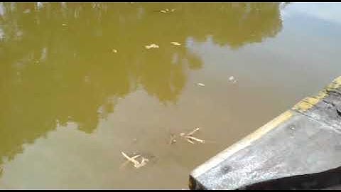 Đám cưới miền quê - Tân Phước, Tiền Giang