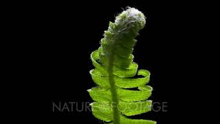 Time Lapse Of Western Sword Fern Growing, New Branch Unfolding, Track