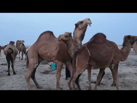 ضراب الإبل تزاوج الإبل فترة الشتاء محافظة ميسان العمارة جزيرة الطيب بادية شمر 