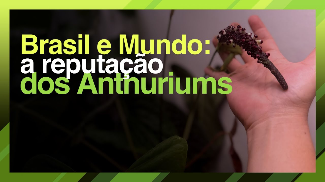 Anthuriums Hoje: Brasil e Mundo (Anthuriums como Plantas de Coleção)