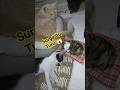Simba and Bejo lagi turu 🥰 #cat #viralvideo #funny #funnyvideo #pets #petshorts