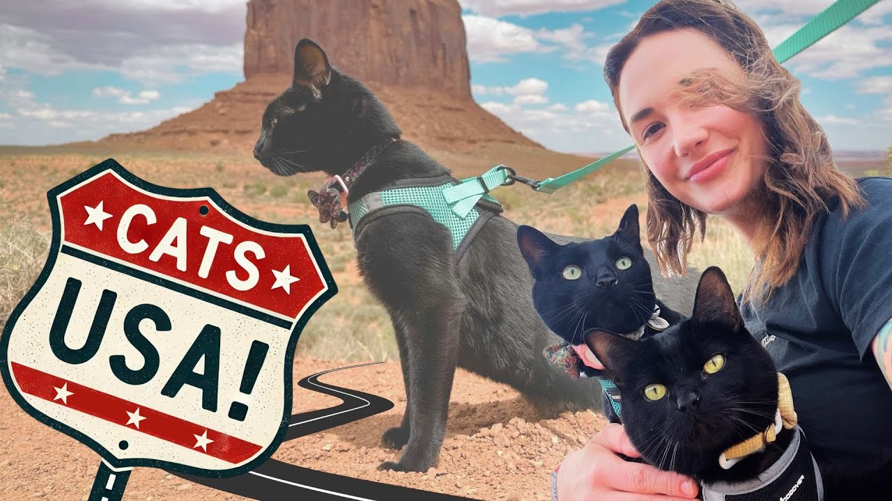 My road trip across the USA with two escape artist cats